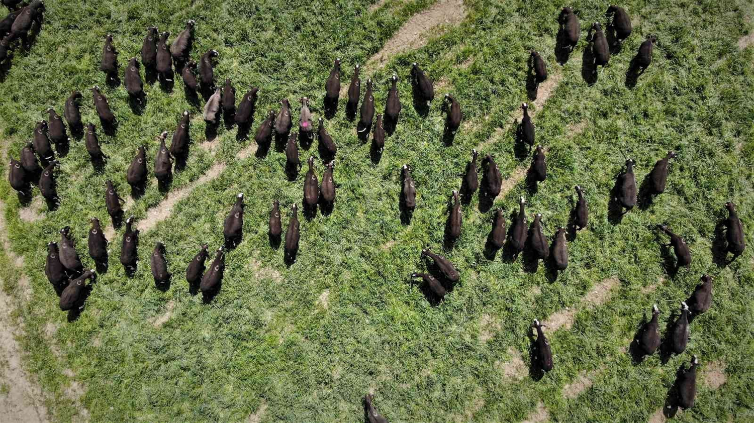 Talep yayor! Az miktarda retiliyor