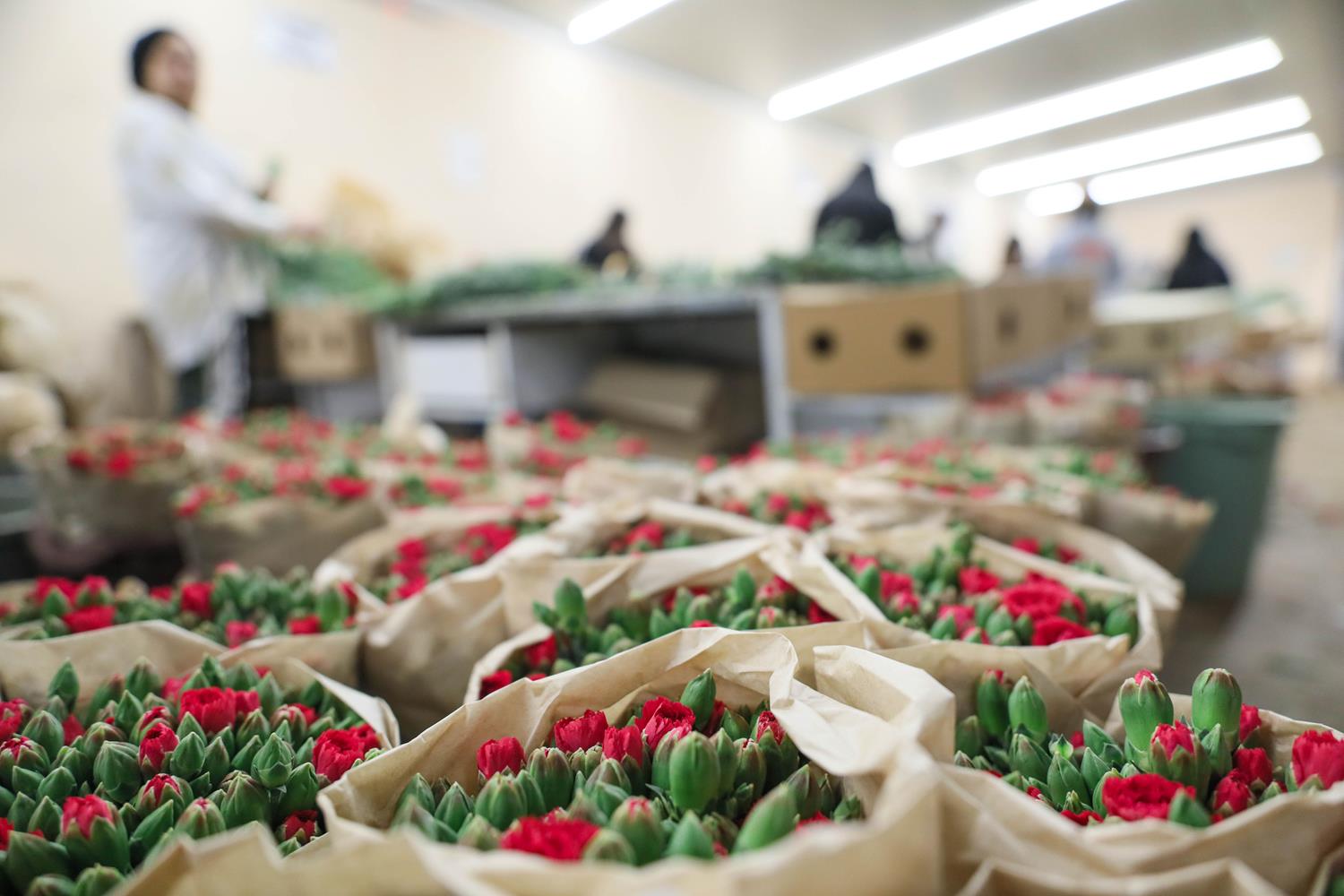 T�rkiye'den d�nyaya 70 milyon dall�k �i�ek ihracat�