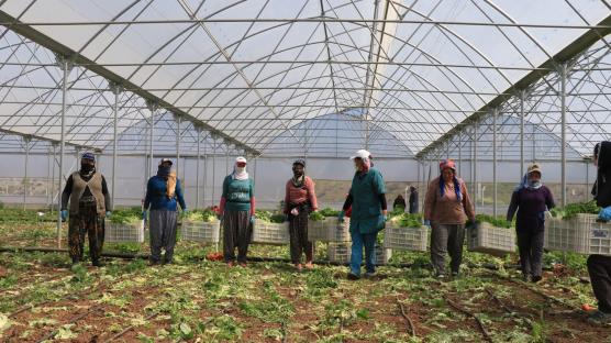 Devlet desteğiyle kurdukları serada tonlarca sebze üretiyorlar