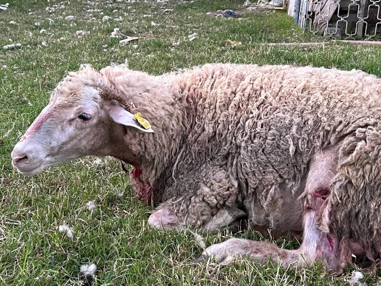 Arnavutky'de koyunlara sokak kpekleri saldrd