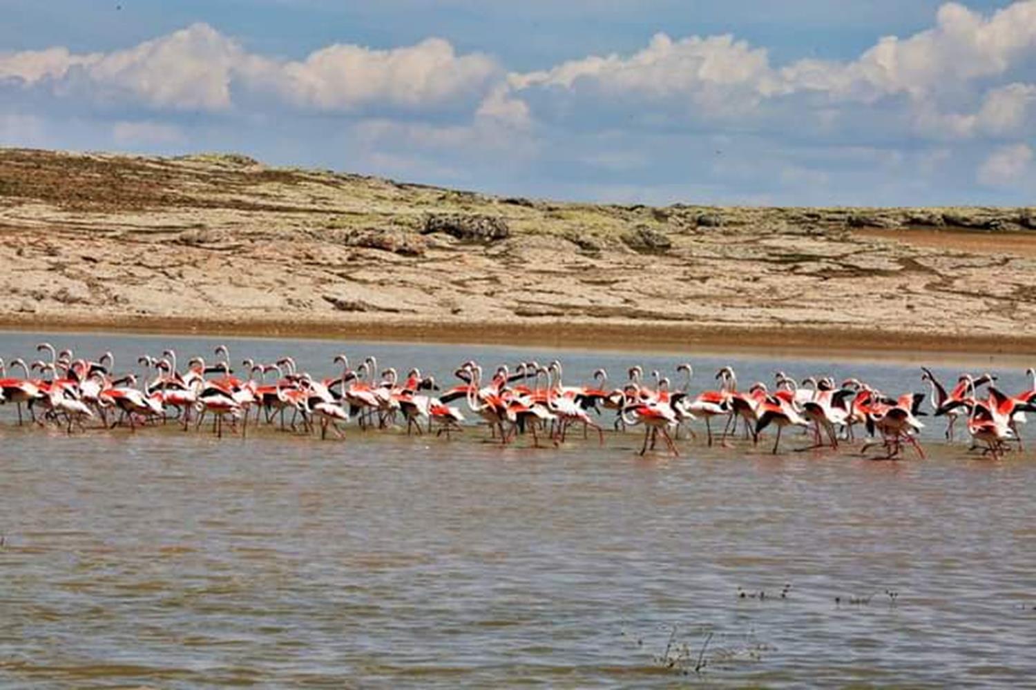 Flamingolarn renkli yolculuu