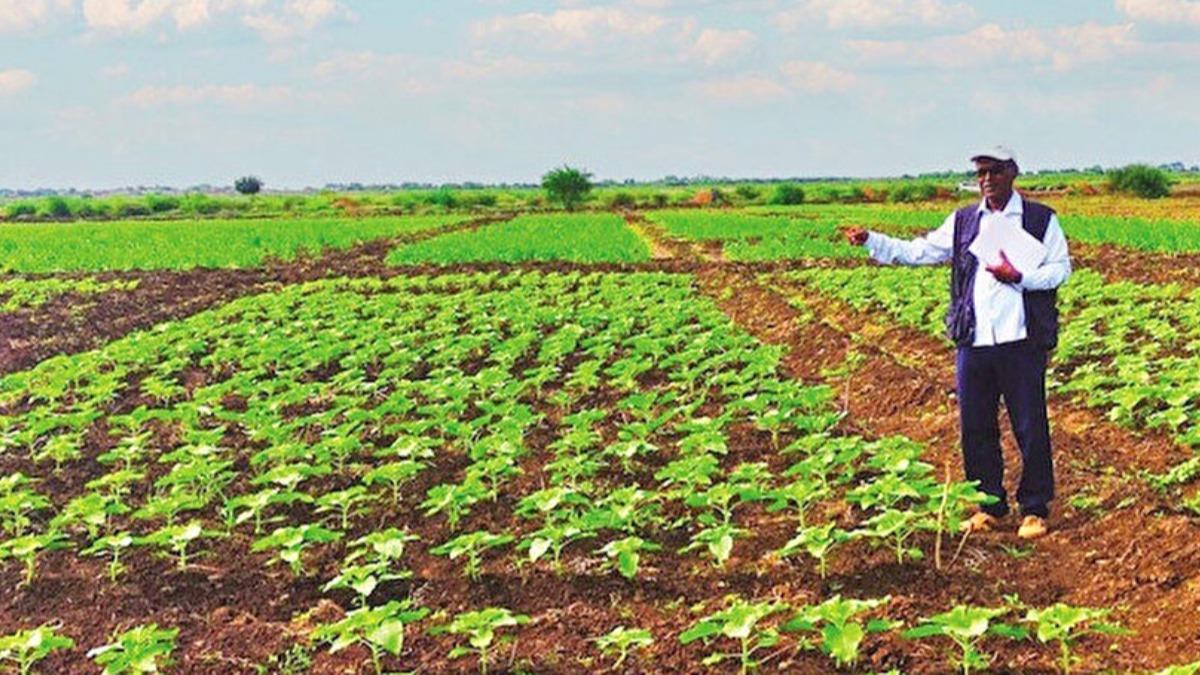 Milli tohum Sudan'da iek at: Elde edilen ayiei Trkiye'de ya olacak
