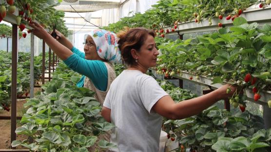 İşini bıraktı, topraksız tarım yapıyor: Çok fazla talep var