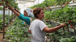 ini brakt, topraksz tarm yapyor: ok fazla talep var