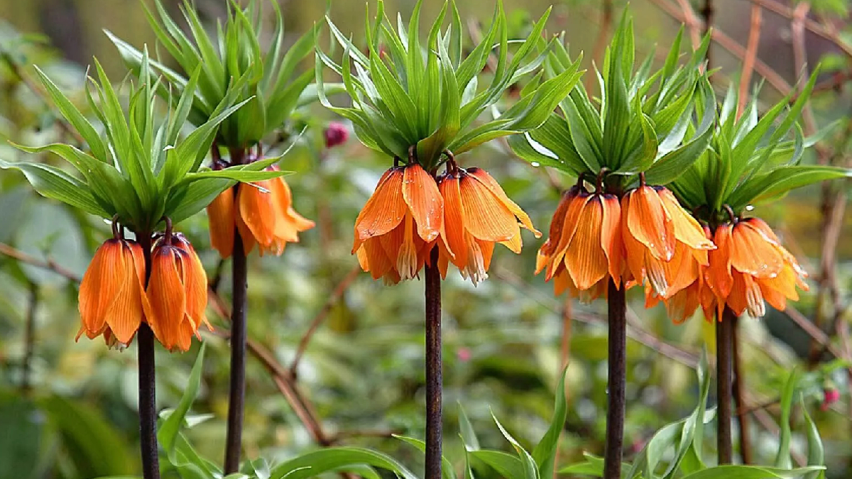 T�rkiye'de Avrupa'daki kadar bitki turu var