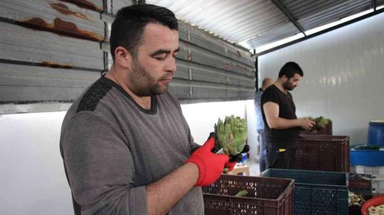 'Enginar soyma ekibi' kurdular: Aylık 30 bin TL kazanıyorlar