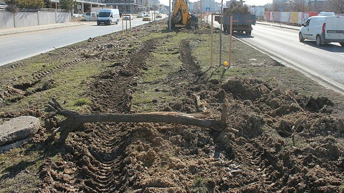 Tekirda� B�y�k�ehir Belediyesi'nden a�a� katliam�na pes dedirten savunma