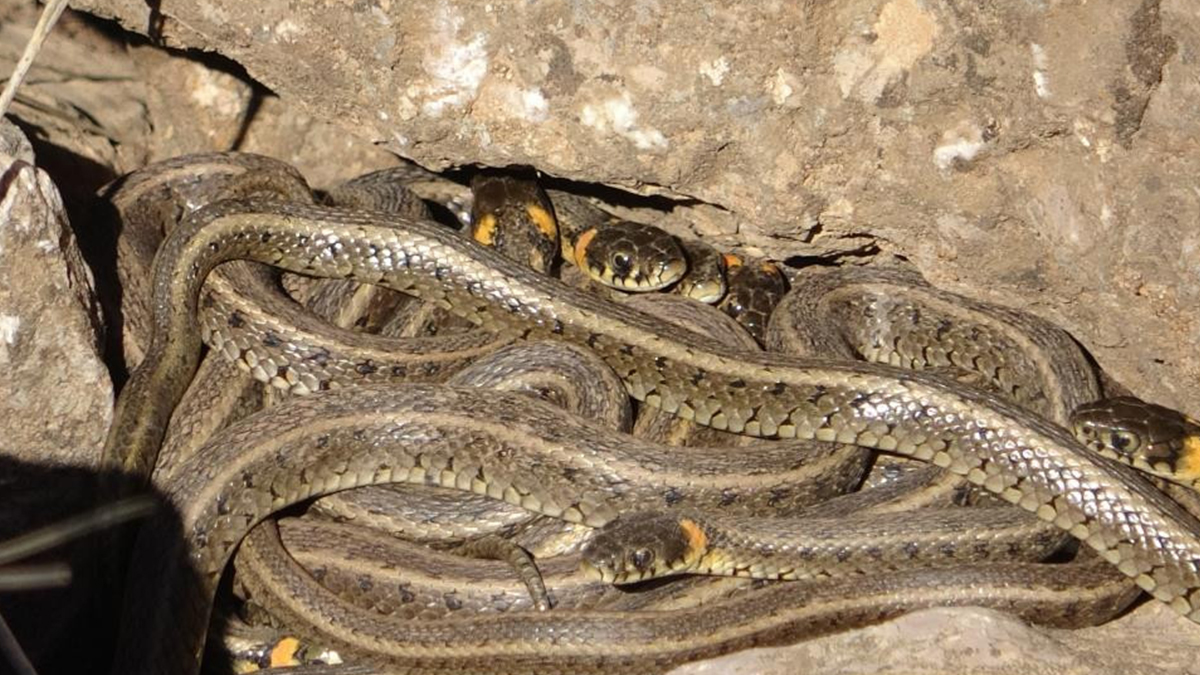 Binlerce y�lan istila etti! Zehirleri insan etini eritecek kadar g��l�