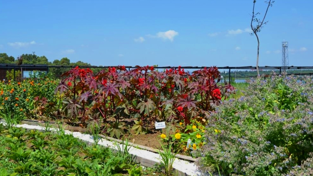 Bakanl�k taraf�ndan kuruldu! Hepsi birbirinden de�erli: Hasat heyecan� ya�an�yor