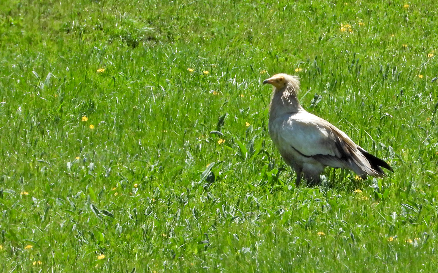 Nesli koruma alt�nda! Kars'ta g�r�nt�lendi