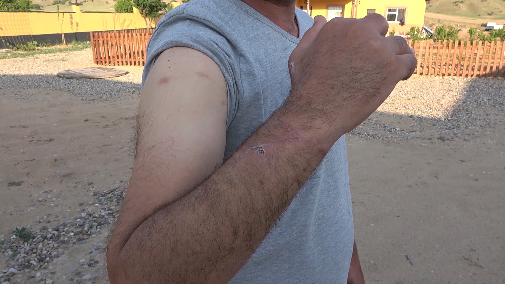 Y�llard�r bakt��� 'Bel�ika Malinois' cinsi kurt k�pe�in sald�r�s�na u�rad�