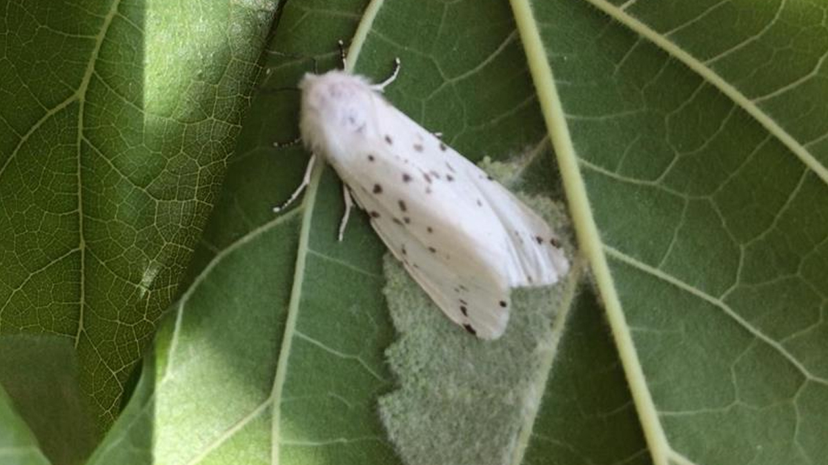 �reticilere 'Amerikan beyaz kelebe�i' uyar�s�