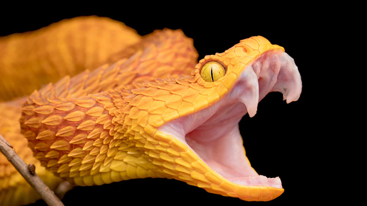 Zehrinde �yle bir �ey bulundu ki... Y�lan ve �r�mcekle ilgili bilgiyi alt�st etti