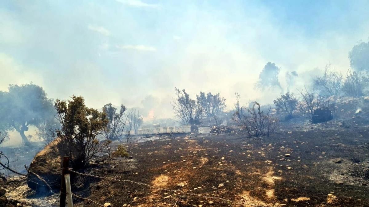 Bodrum'da korkutan orman yangn: Mdahale ediliyor