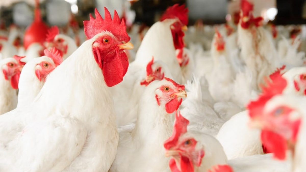 Tavuklarla ilgili �arp�c� ke�if! Bulunan kemikler bilinenleri alt�st etti