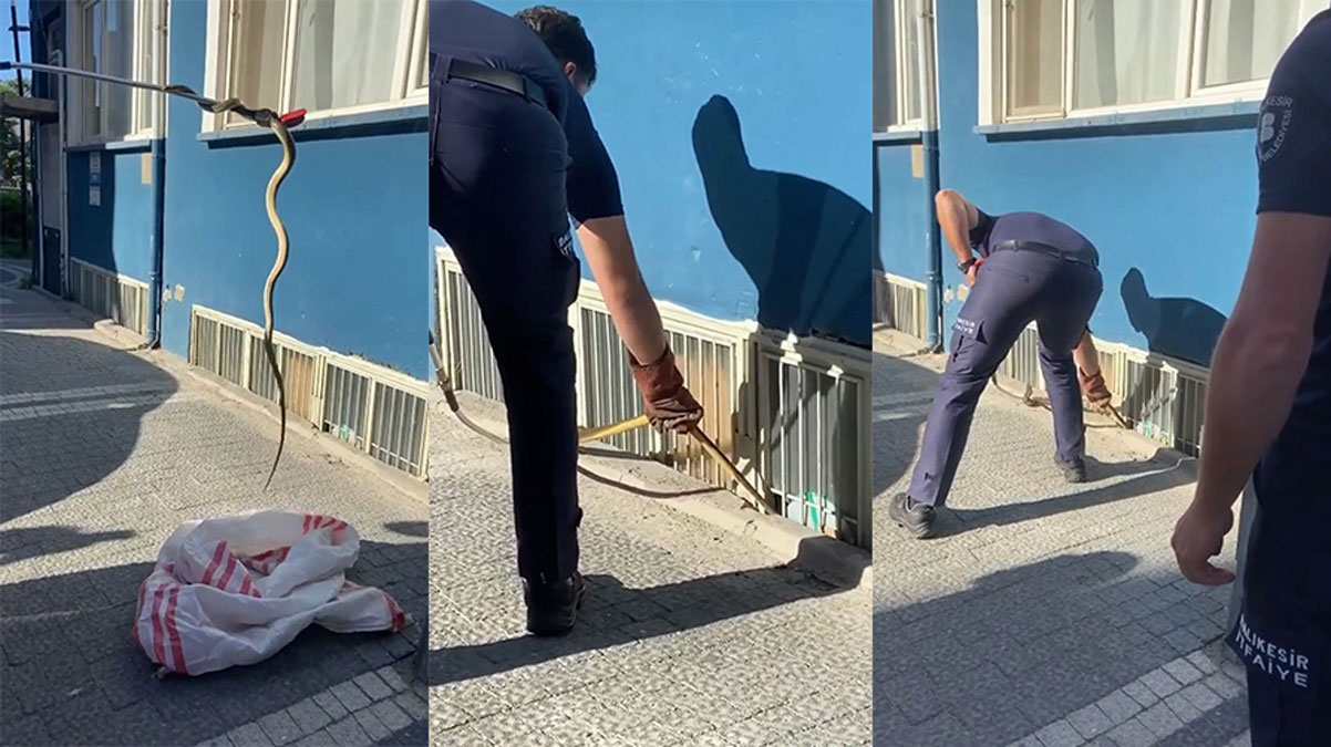 2 metrelik y�lan binaya girmeye �al���rken yakaland�