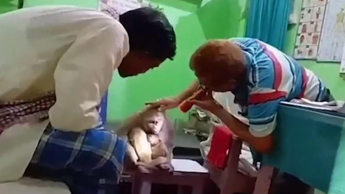 Hindistan'da hayrete dren grnt! Anne maymun, yaral yavrusunu veterinere gtrd