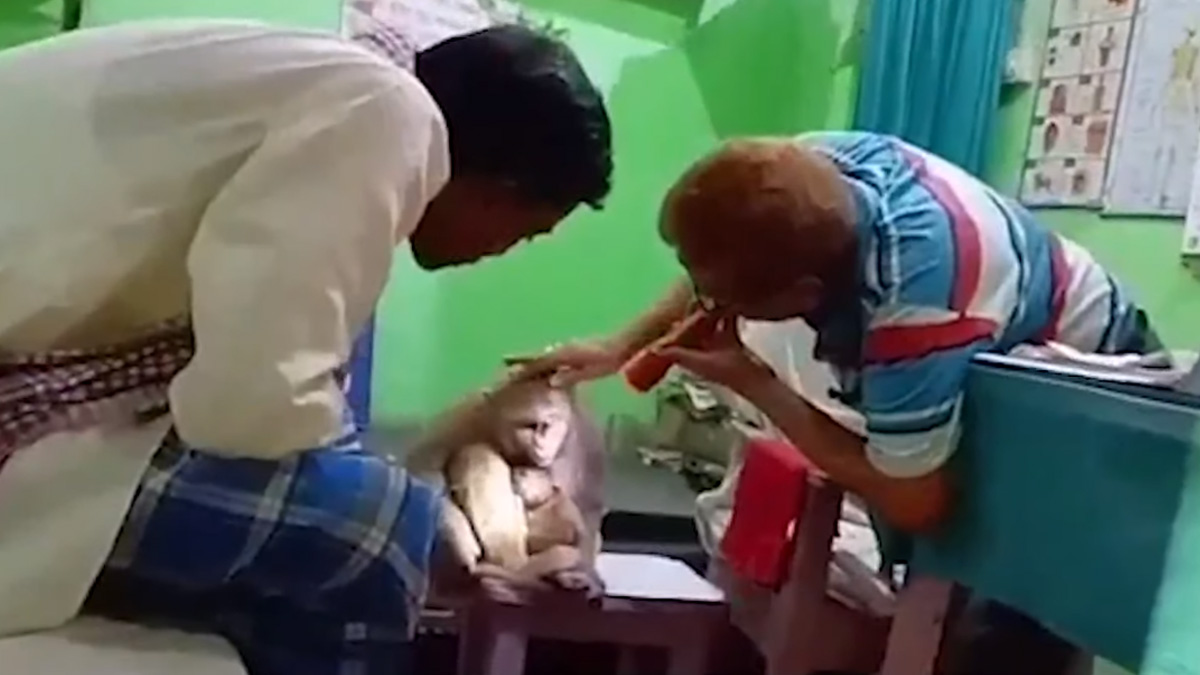 Hindistan'da hayrete dren grnt! Anne maymun, yaral yavrusunu veterinere gtrd