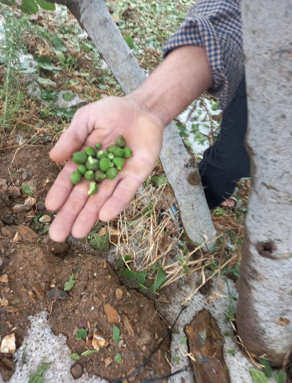 Tire'de etkili olan dolu tarm arazilerine zarar verdi