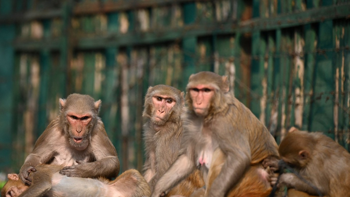 Ak�llara durgunluk veren olay! Maymunlar ev bas�p bir ayl�k bebe�i ka��rd�