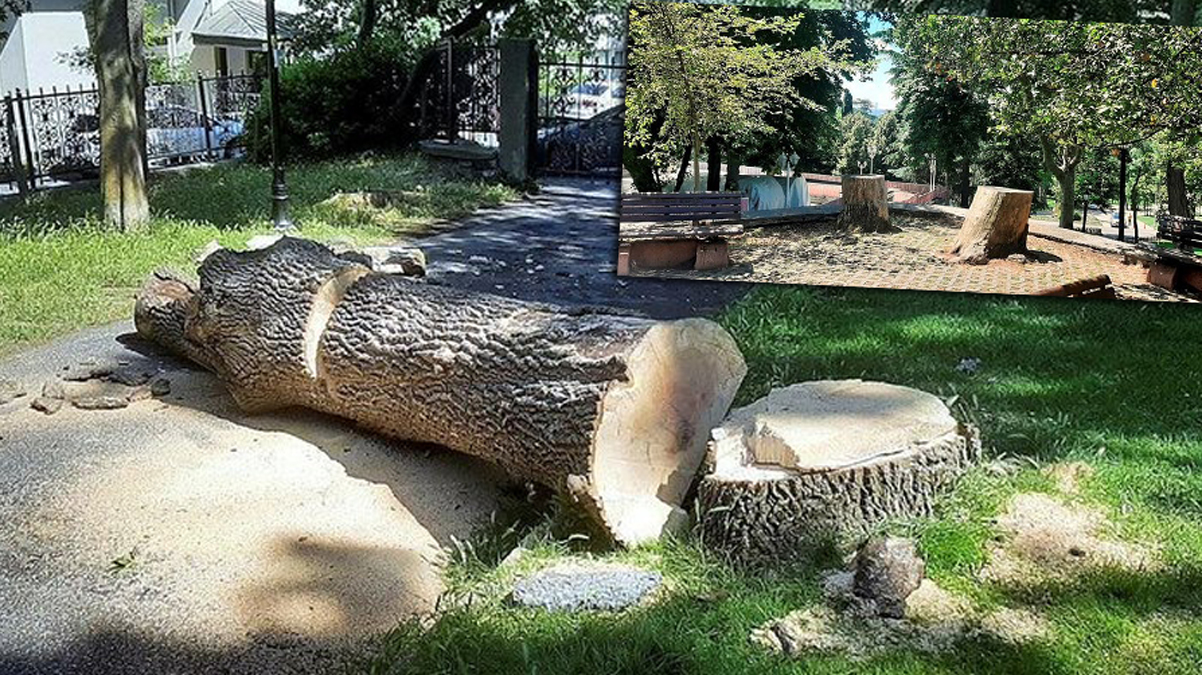 Emirgan'da a�a� katliam�: �BB'nin tebligat yalan� tutmad�