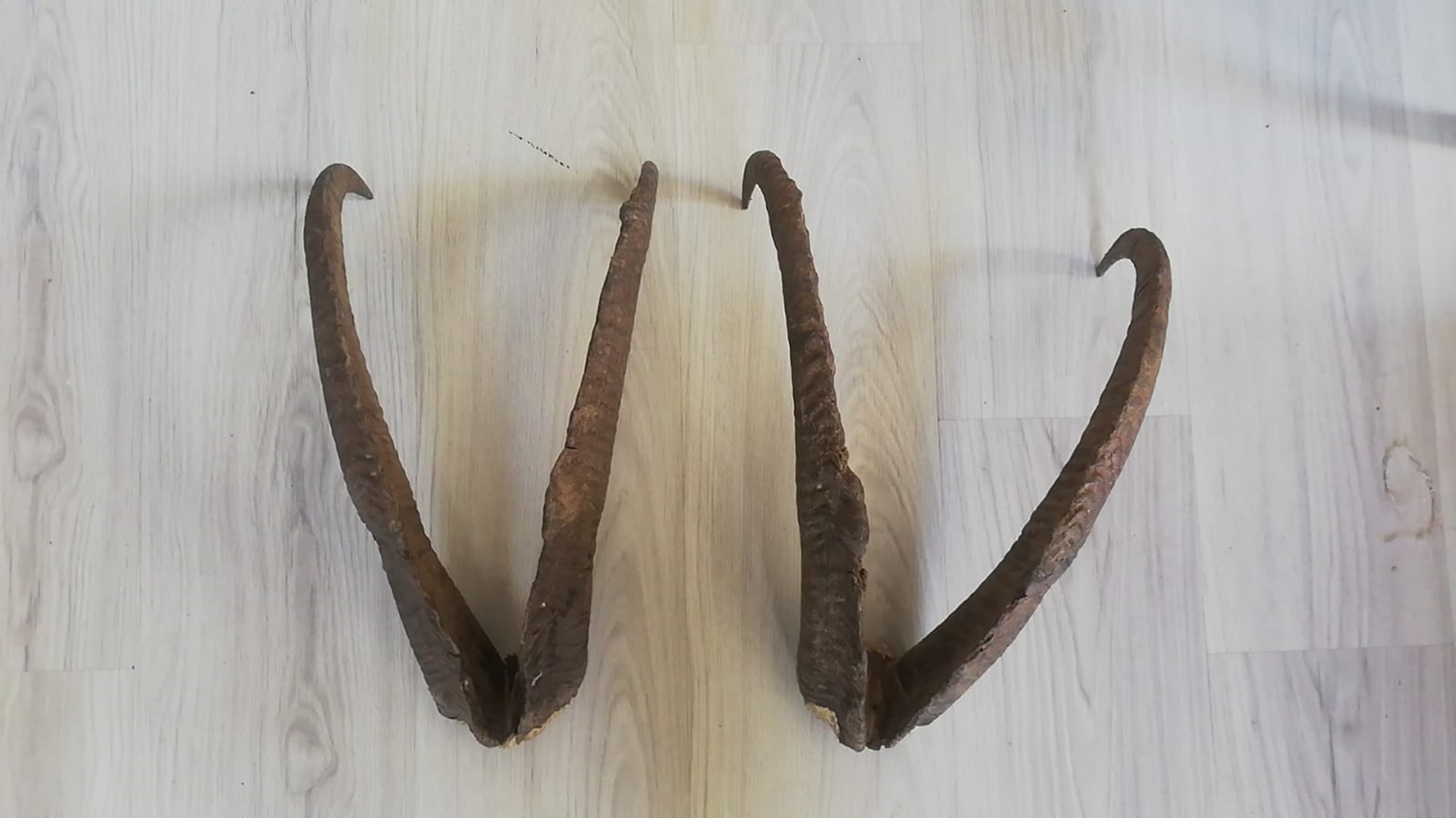 Evinde da� ke�isi boynuzu yakalanan ki�iye 513 bin lira para cezas� uyguland�