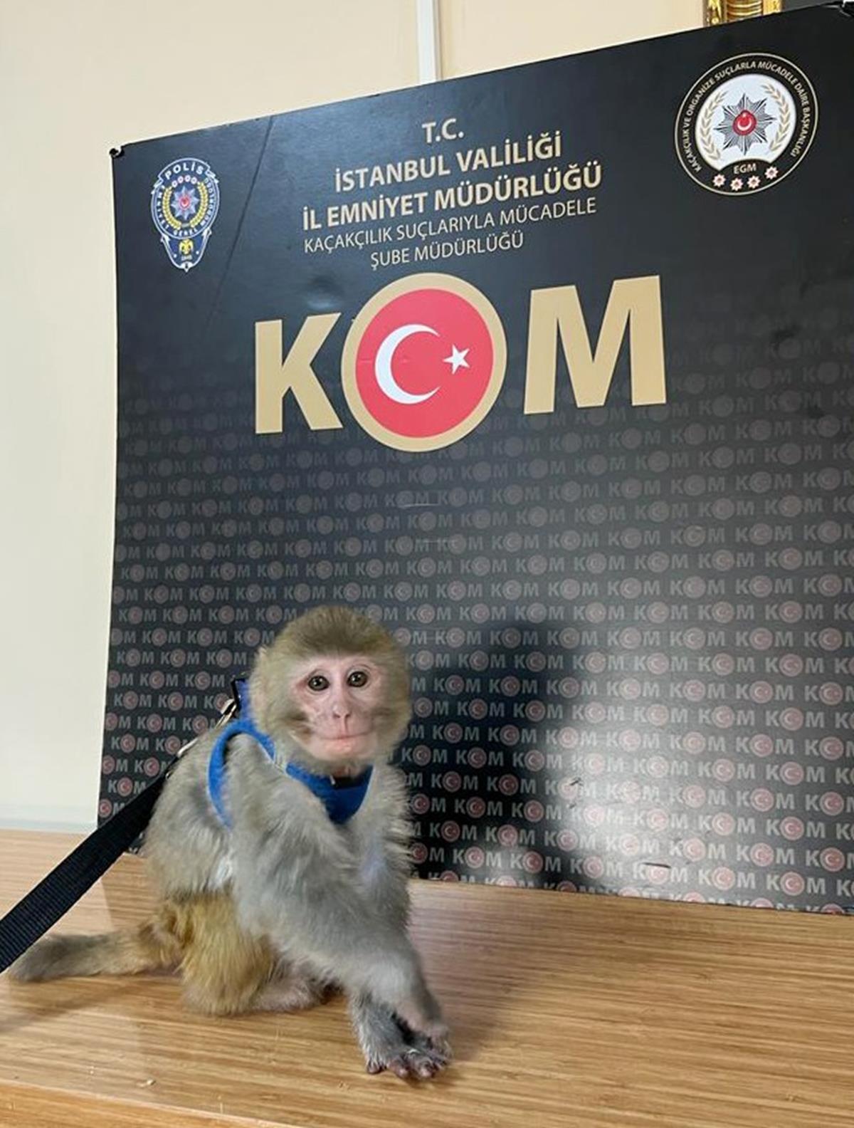 Hayvan ka�ak��lar�na 14 ilde operasyon