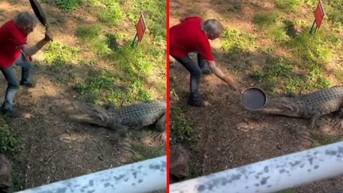 Sosyal medyada viral oldu! Bah�esine giren timsah� tavayla kovalad�