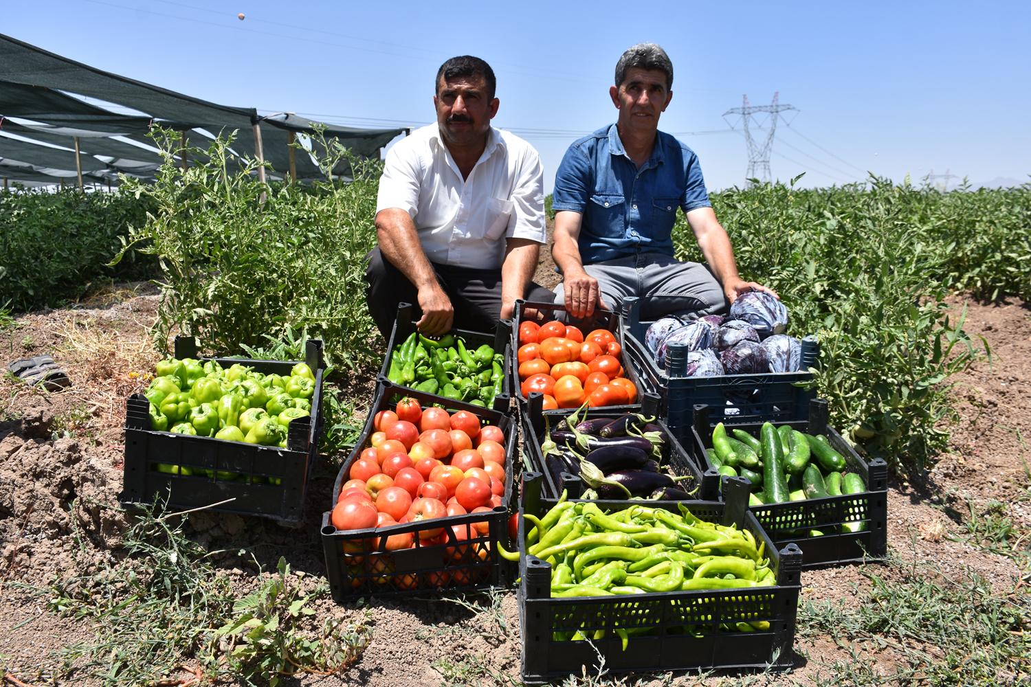 Bakanl���n deste�iyle �orak araziler mahsul doldu