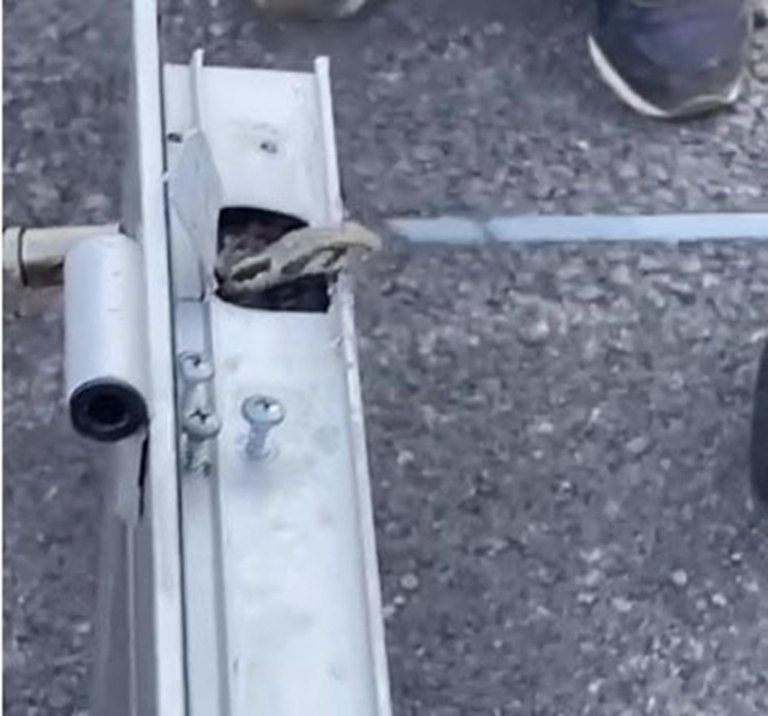 Kuaf�rde y�lan pani�i! Tam 1.5 metre...