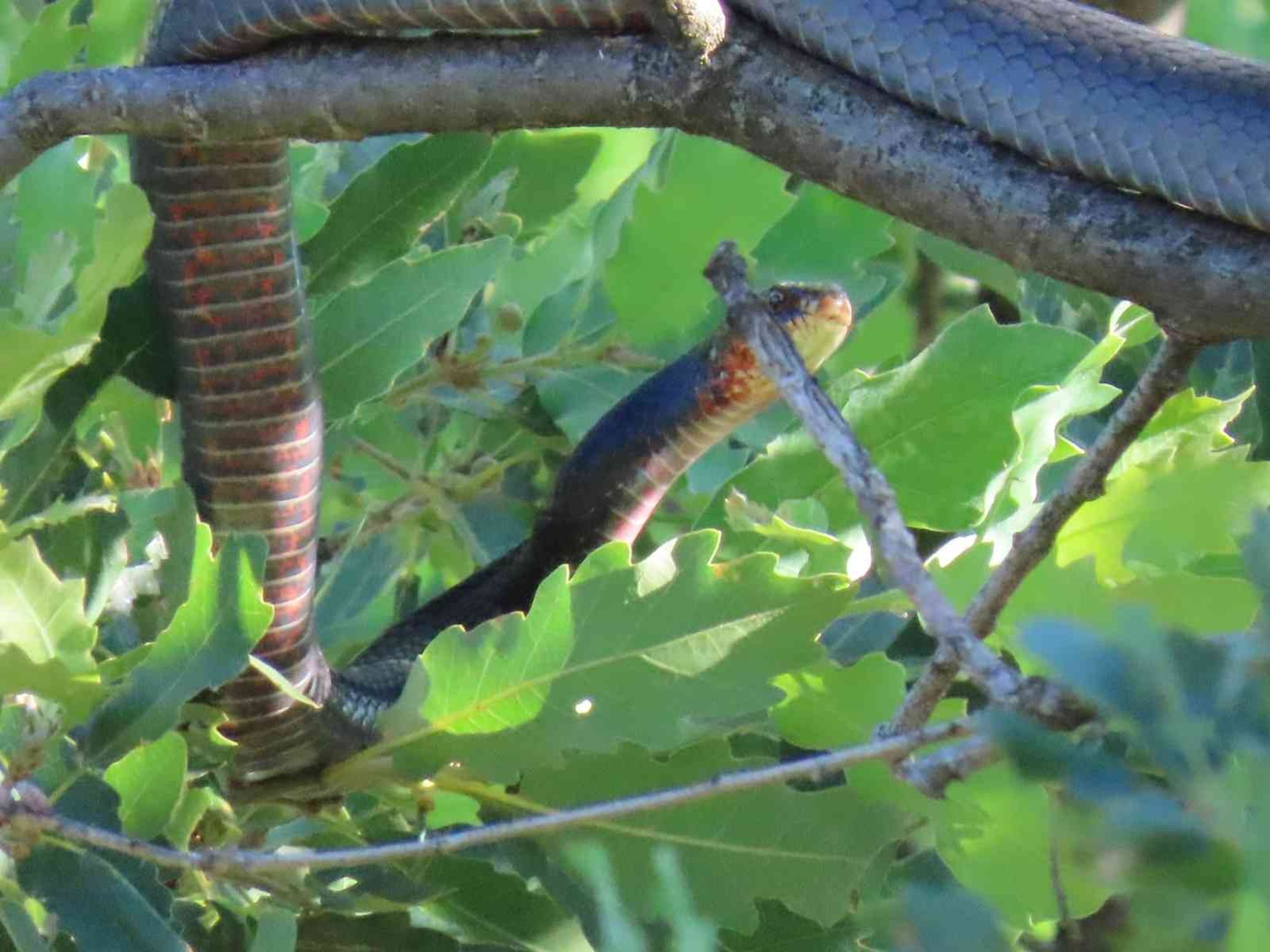 3 metrelik dev y�lan pani�i