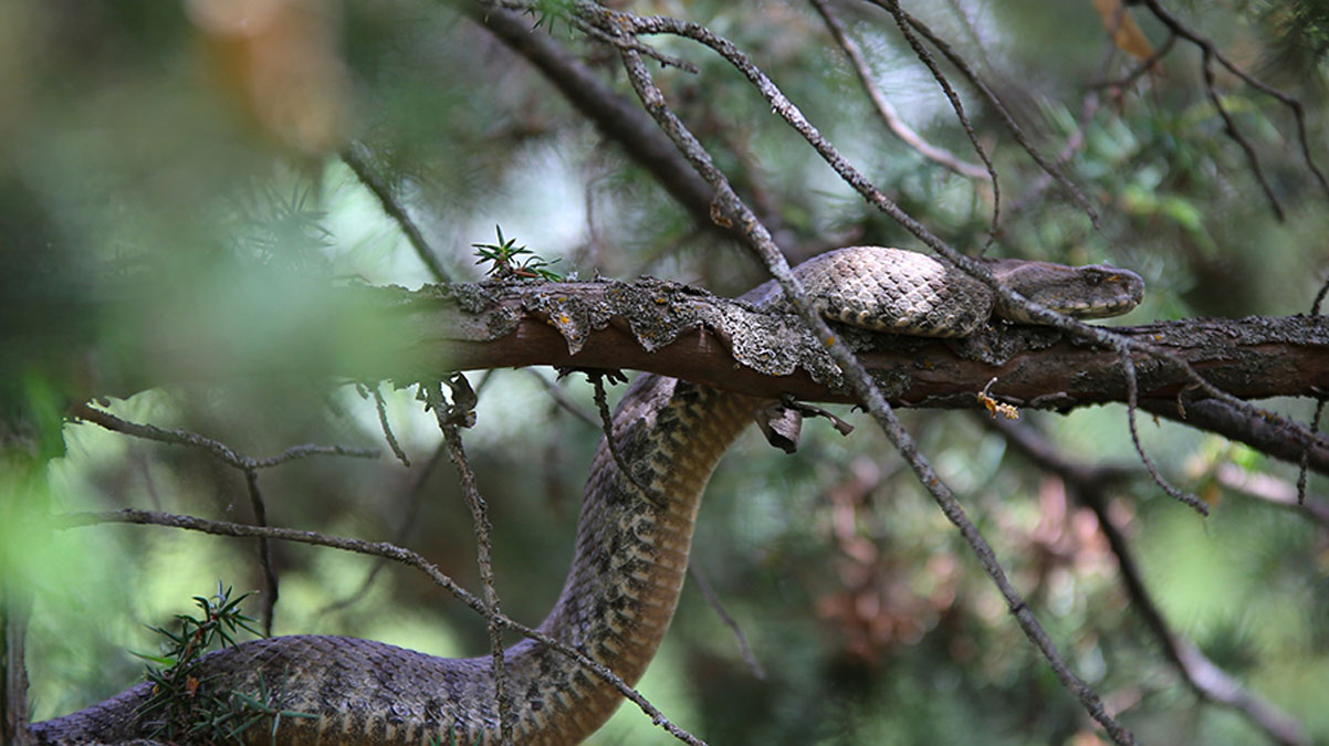 T�rkiye'nin en zehirlisi, Tunceli'de g�r�nt�lendi! Tek �s�r��� �ld�rebilir