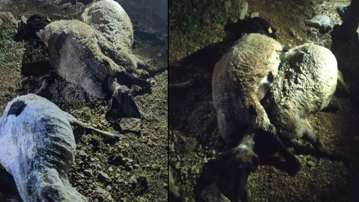 Yldrm dt oban yaraland, 63 koyun telef oldu