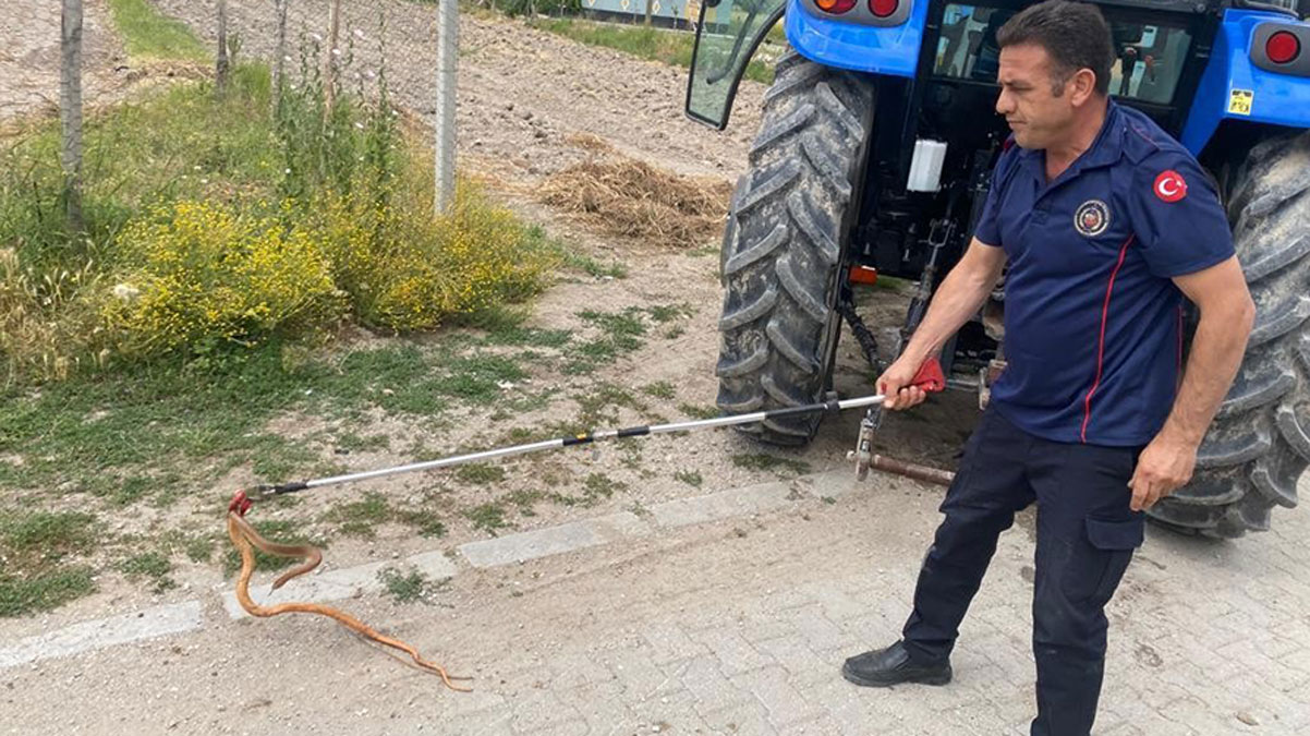 Trakt�re giren 1.5 metrelik y�lan korkuttu