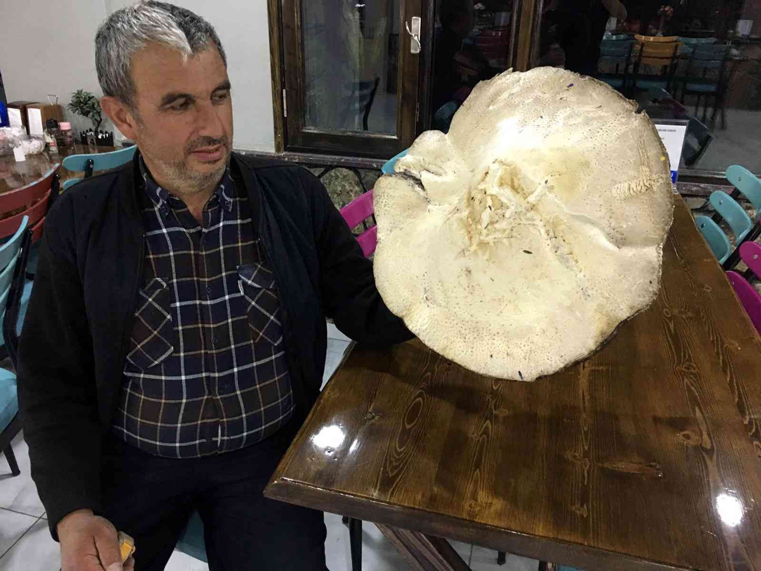 2 kilograml�k dev! G�m��hane'de bulundu