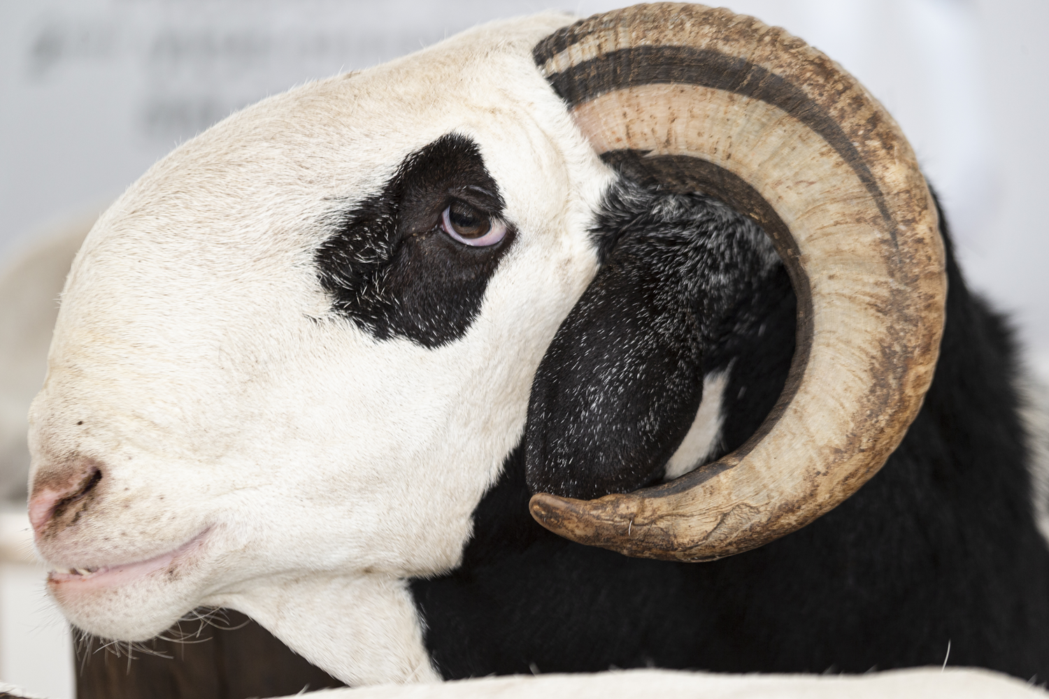 70 bin dolara alc buluyor