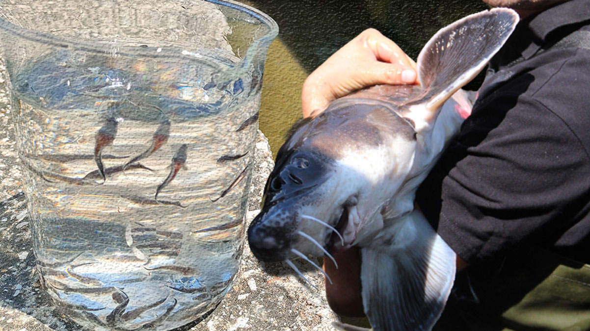 Tam 12 bin dolar... Rusya'dan getirildi, T�rkiye'de �retilecek!