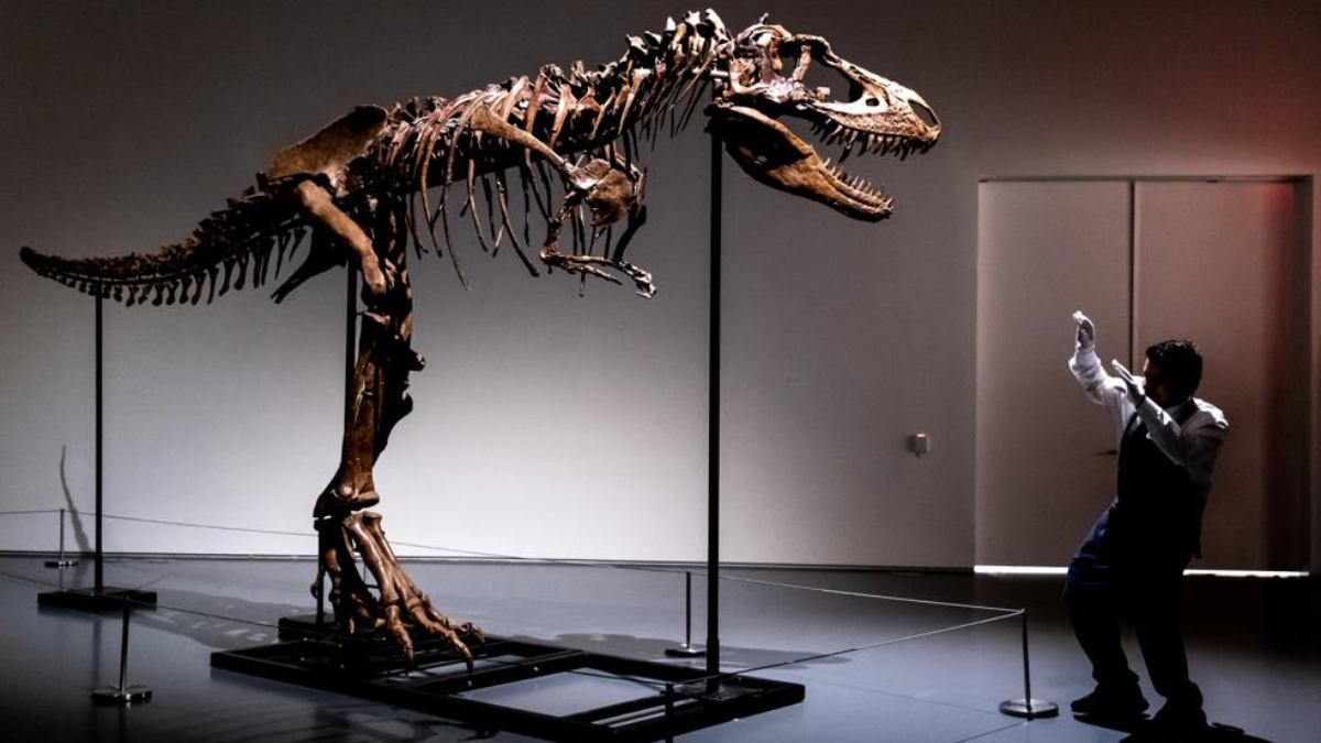 76 milyon yllk dinozor iskeleti ak artrmayla satlacak