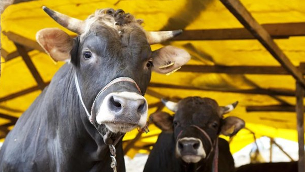 Kurban duas� T�rk�e okunu�u: Kurban duas� nas�l yap�l�r?