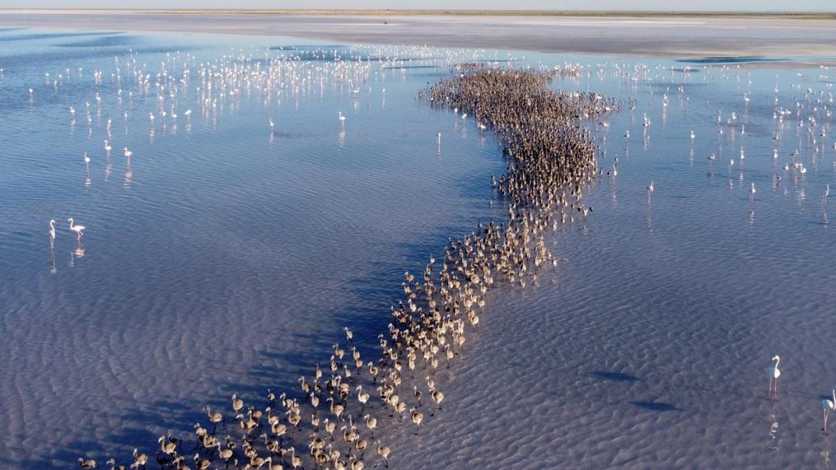'Flamingo cenneti' Tuz Gl'nde binlerce yavru yumurtadan kt