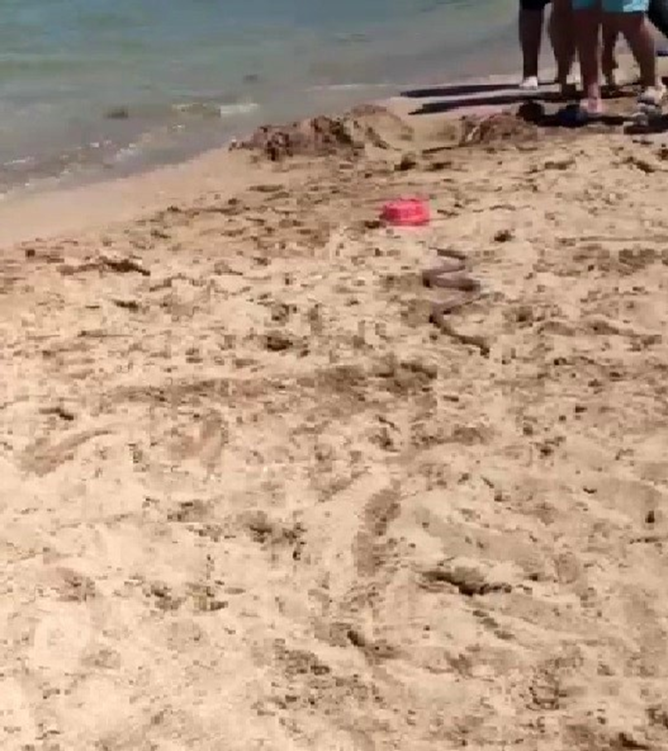 Serinlemek i�in gittikleri plajda g�r�len y�lan pani�e sebep oldu