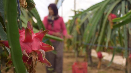 Kilogram 100 liradan satlyor! Bakl glendiriyor