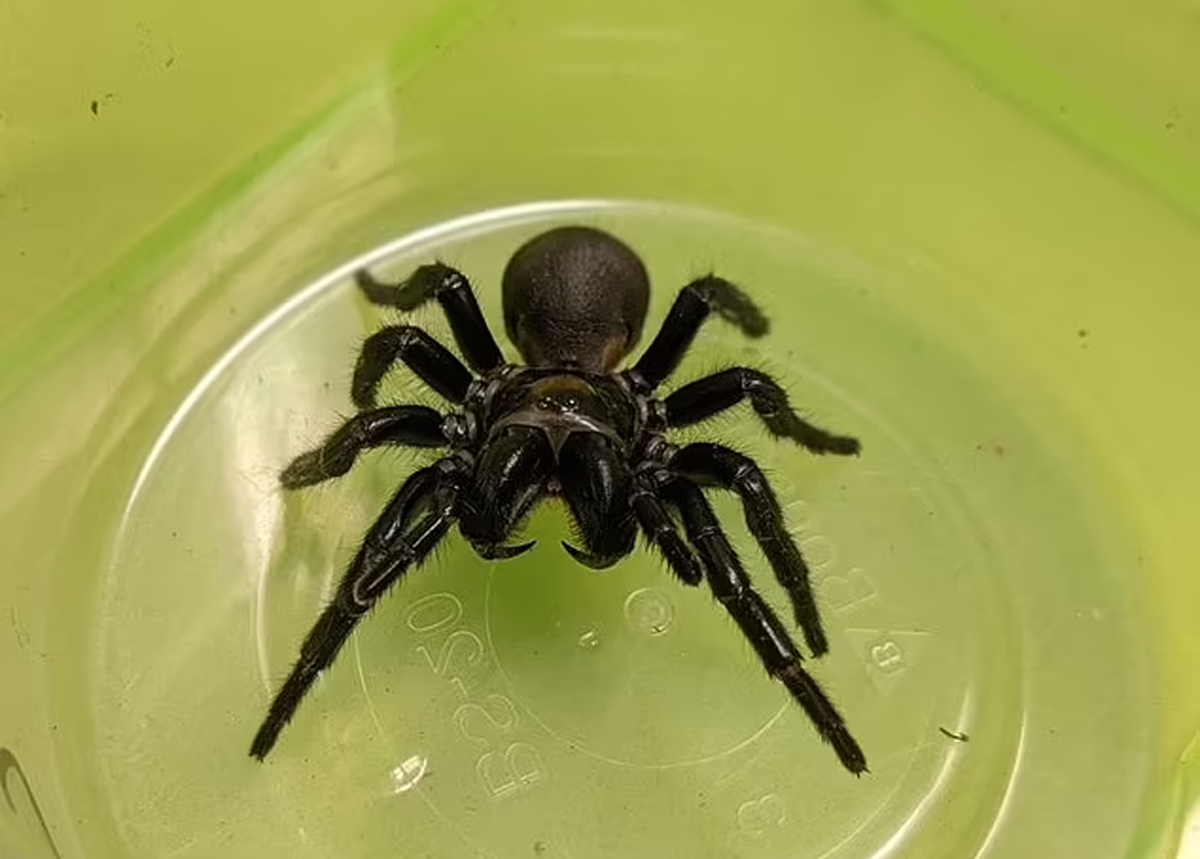 �r�mcek zehrinden kalp krizi ilac� yapt�lar!