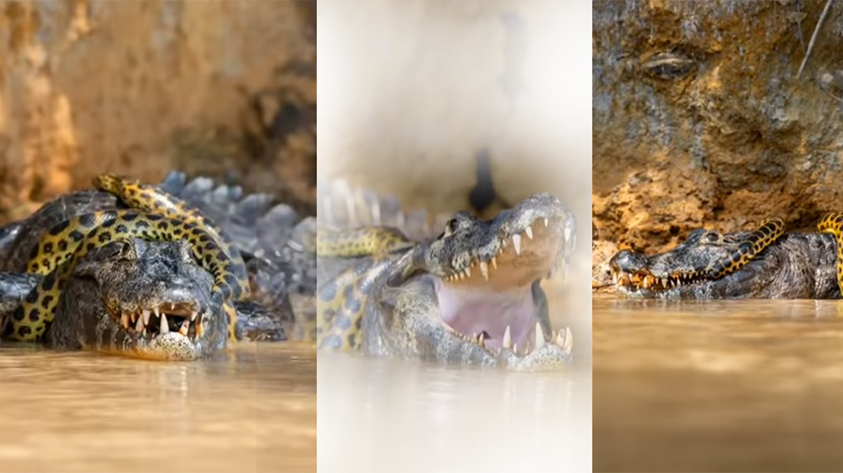 Anakonda ve timsah�n �l�m�ne m�cadelesi! Avc�lar�n sava��