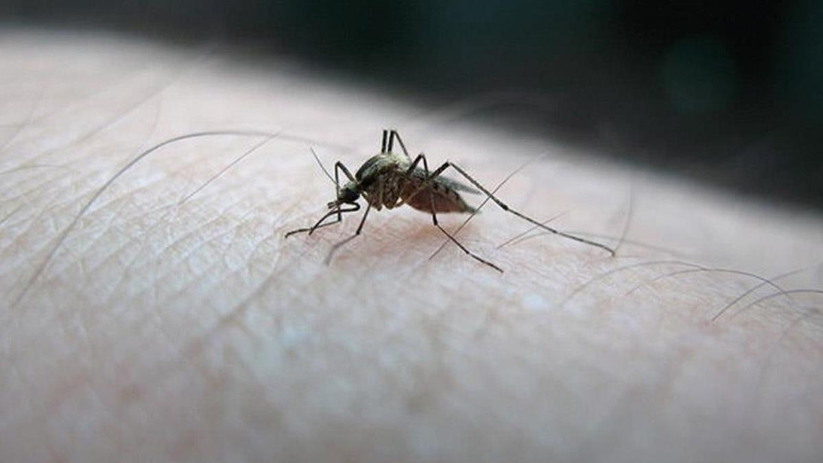 Sivrisineklerin neden baz insanlar daha ok srd tespit edildi