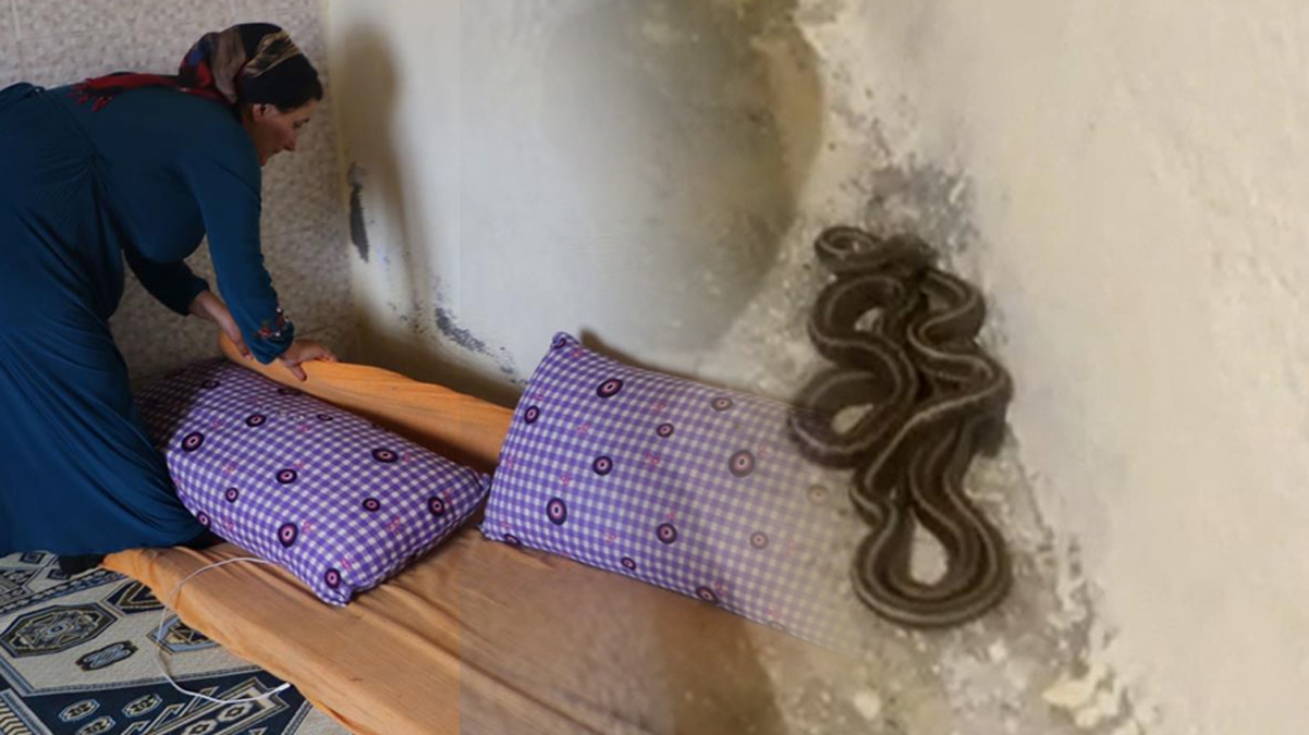 Evi istila ettiler: Yataklar�n alt�ndan, evin odalar�ndan, dolaplardan ��k�yorlar