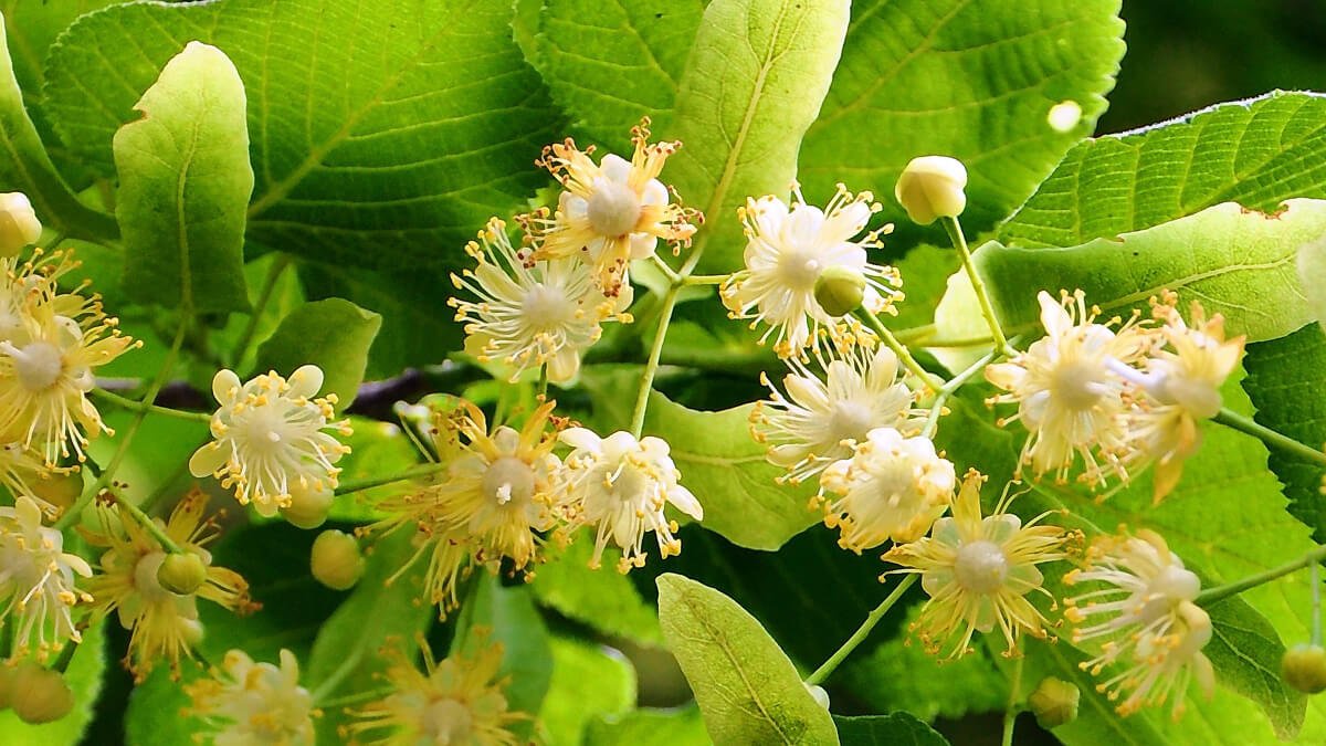 K�� mevsiminin vazge�ilmezi! Ekonomiye 35 milyon liral�k katk� sa�lad�