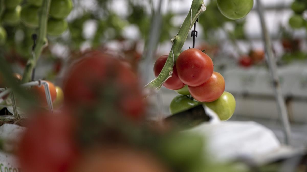 Erzurum'da termal kaynak ve biyoktlesel atklarla serada retilen domateslerin hasadna balanyor
