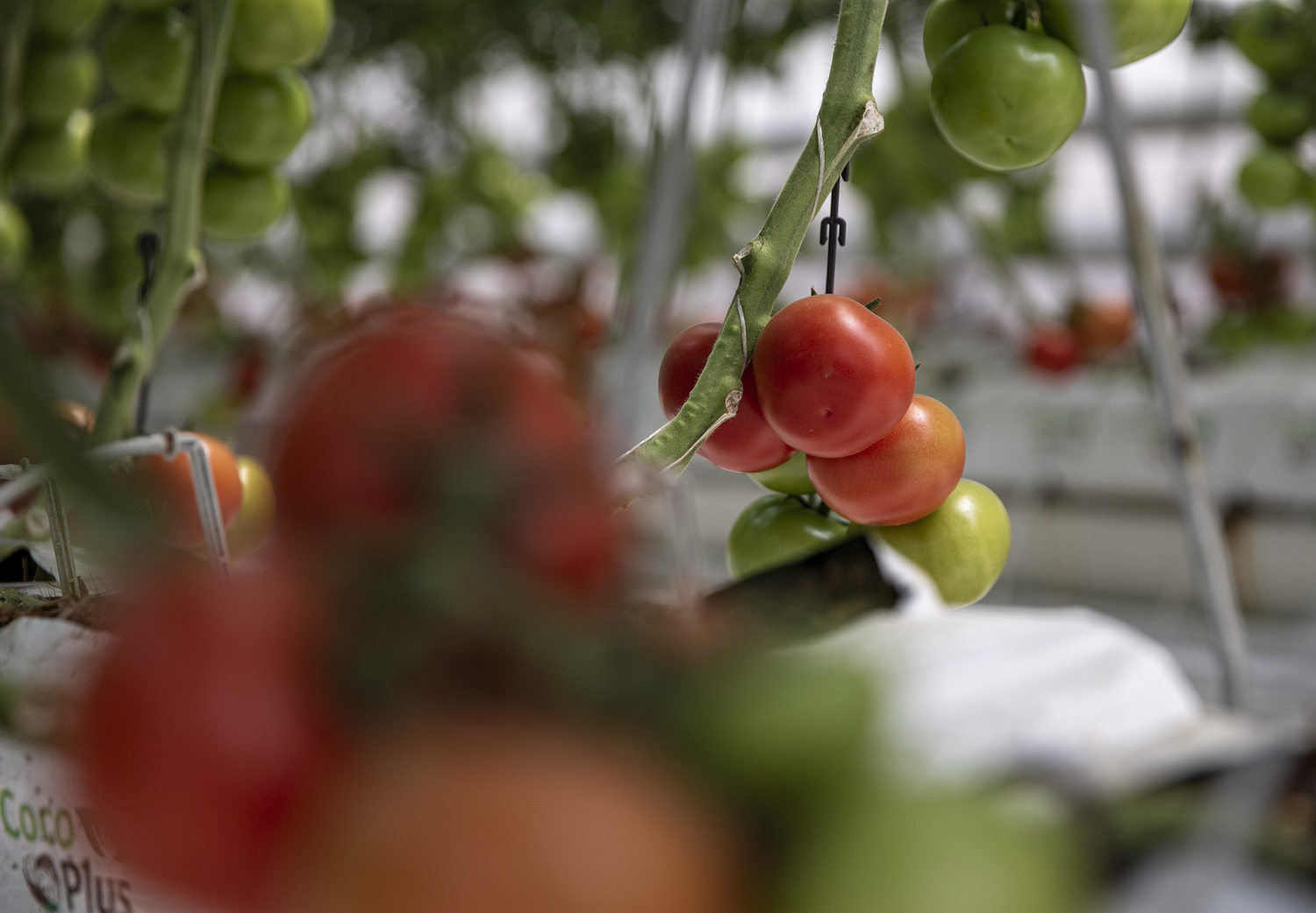 Erzurum'da termal kaynak ve biyok�tlesel at�klarla serada �retilen domateslerin hasad�na ba�lan�yor