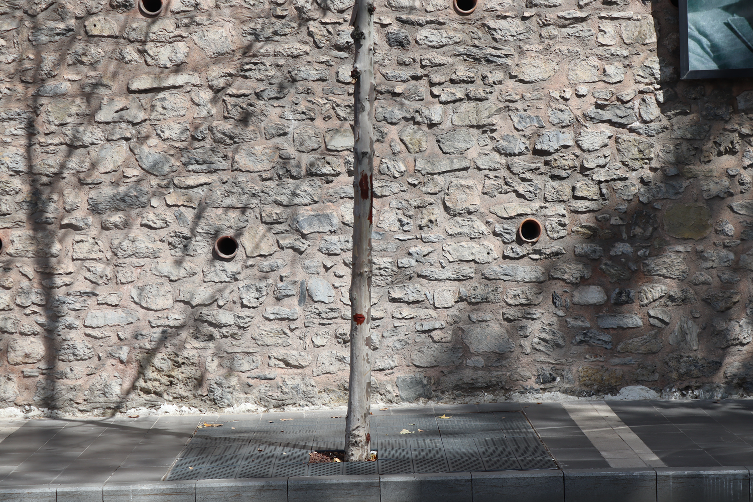 �BB'nin kesti�i ��narlar�n yerine dikti�i fidanlar kurudu